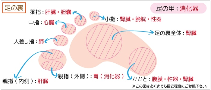 冷えとりにおいて靴下が破れた場所。破れた場所から毒素を吸収した臓器が分かる。