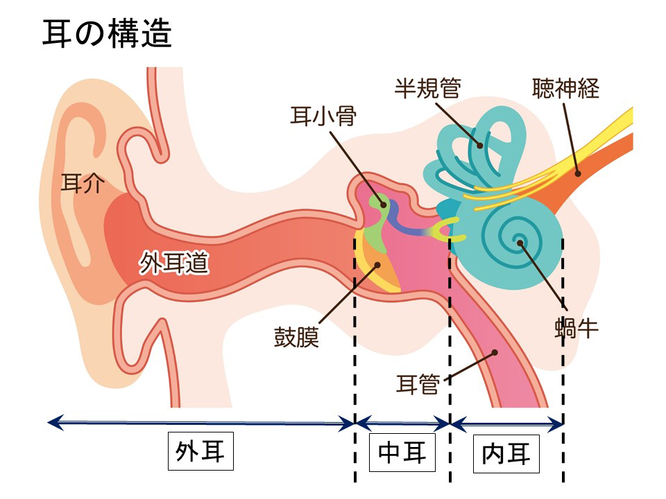 天気痛に関係するとされる内耳の位置